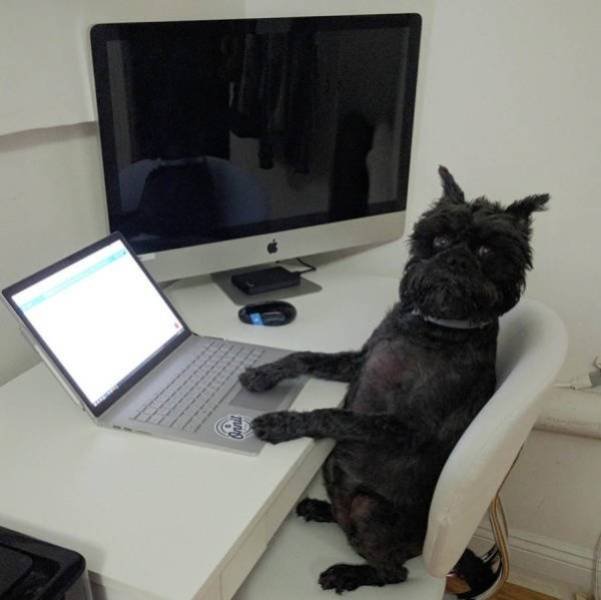 Funny Animals (62 pics)