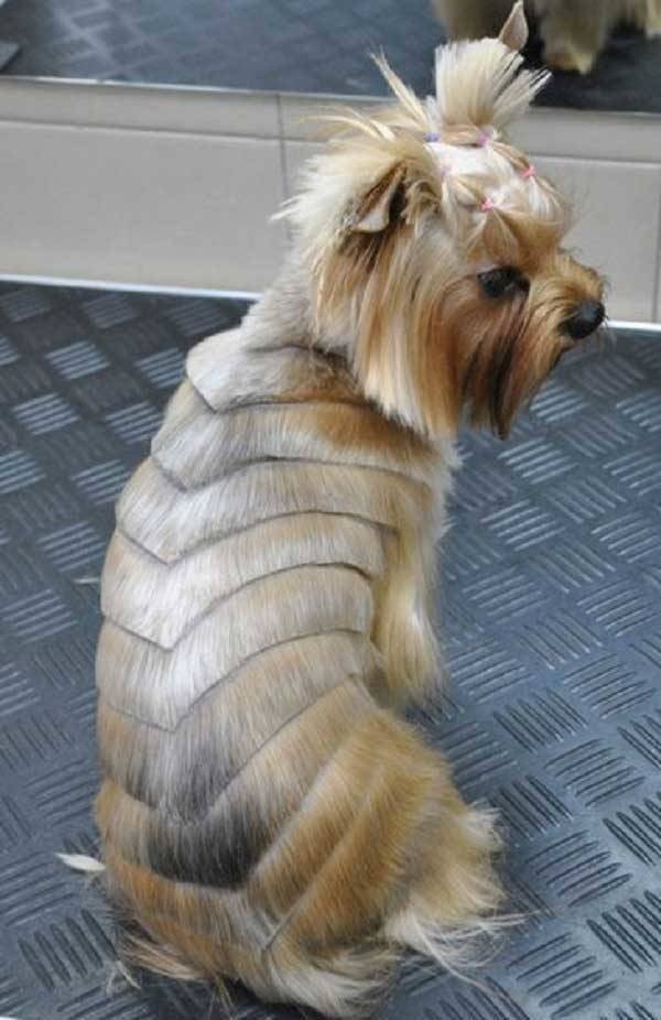 Funny Animals (62 pics)