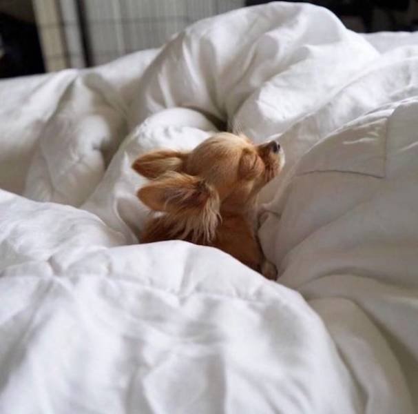 Funny Animals (62 pics)