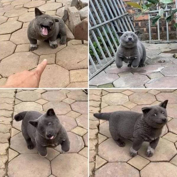 Funny Animals (62 pics)