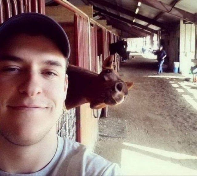 Funny Animals (62 pics)