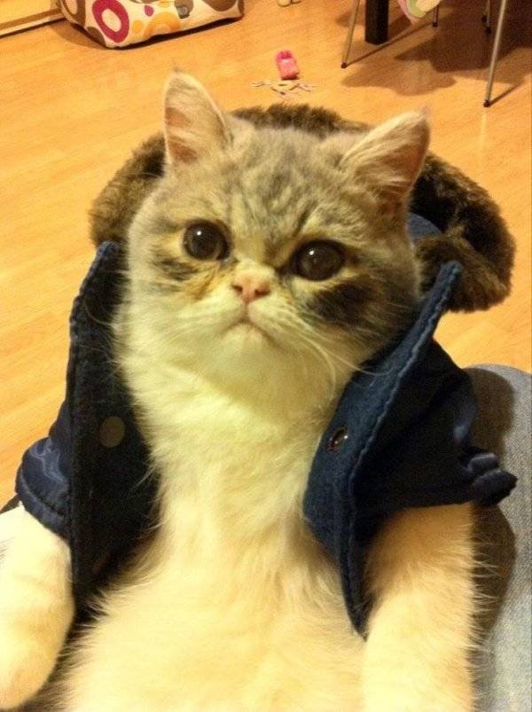 Funny Animals (62 pics)