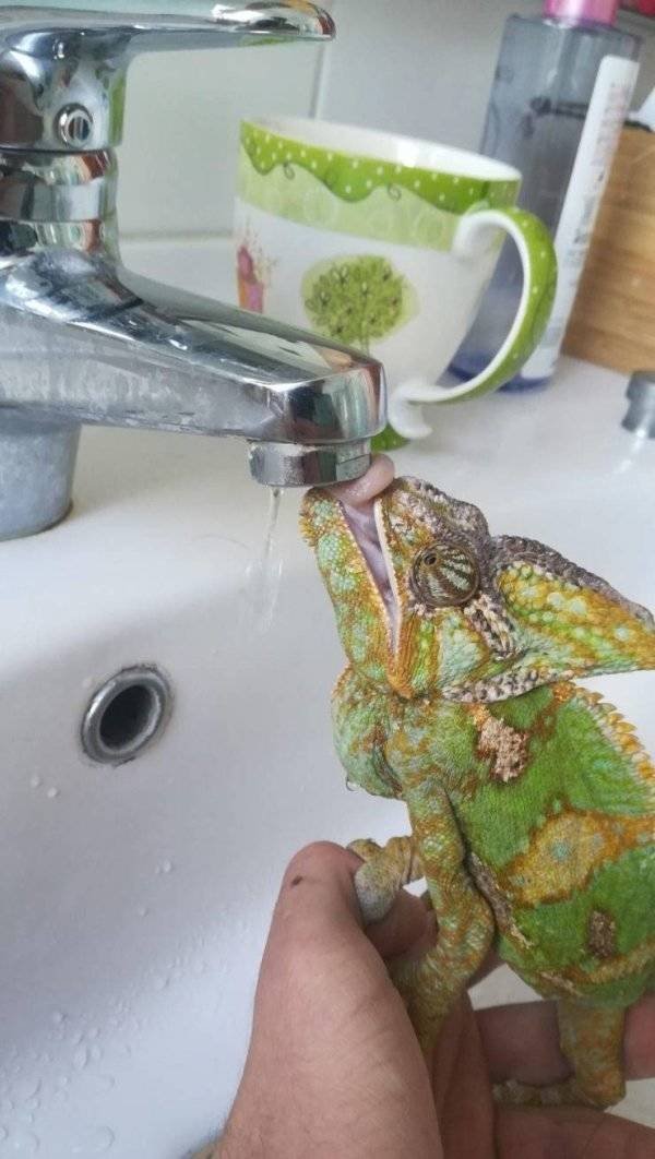 Funny Animals (62 pics)