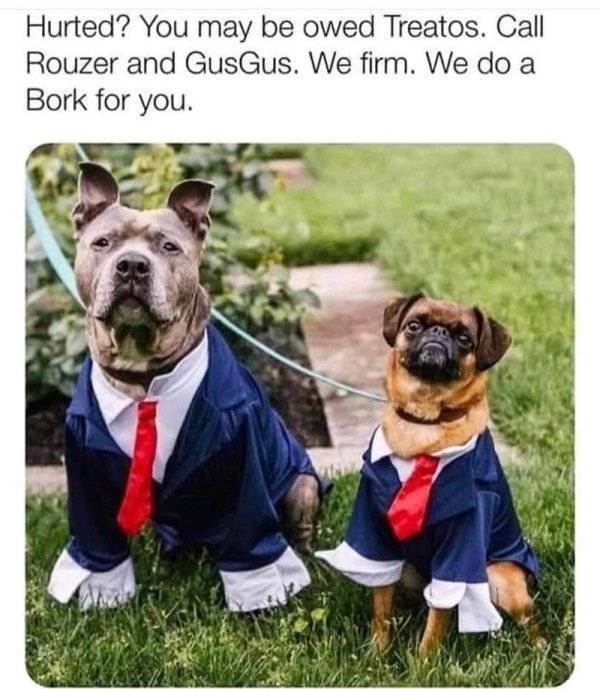 Funny Animals (62 pics)