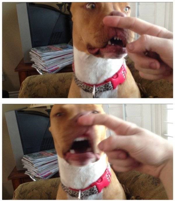 Funny Animals (62 pics)