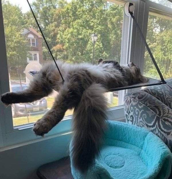 Funny Animals (62 pics)