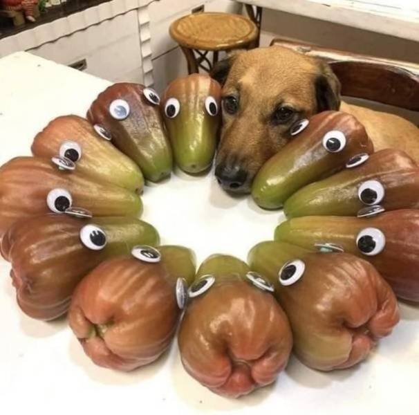 Funny Animals (62 pics)