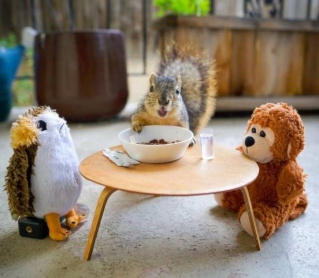 Funny Animals (62 pics)