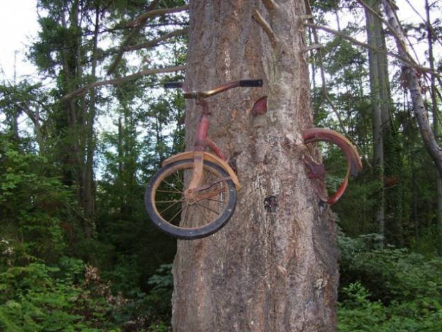 What Is Going On Here? (41 pics)