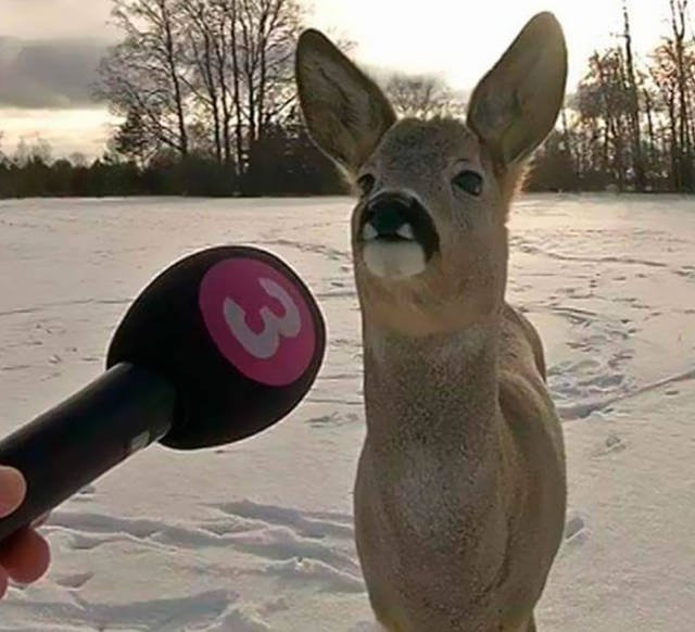Unexpected Finds And Situations (59 pics)