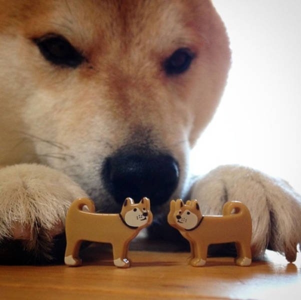 Unexpected Finds And Situations (59 pics)