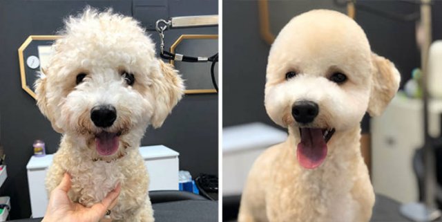 Cute Dogs After Grooming (31 pics)