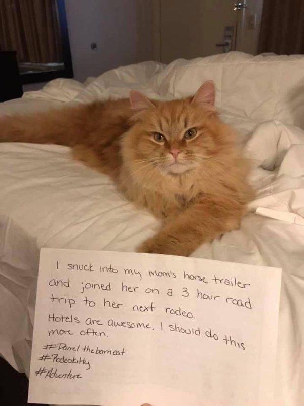 Funny Animals (48 pics)