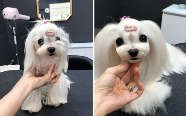 Cute Dogs After Grooming (31 pics)