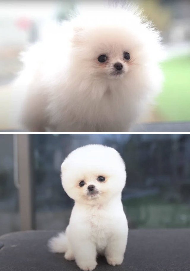 Cute Dogs After Grooming (31 pics)