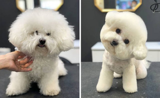 Cute Dogs After Grooming (31 pics)