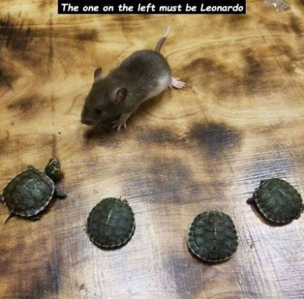 Funny Animals (48 pics)
