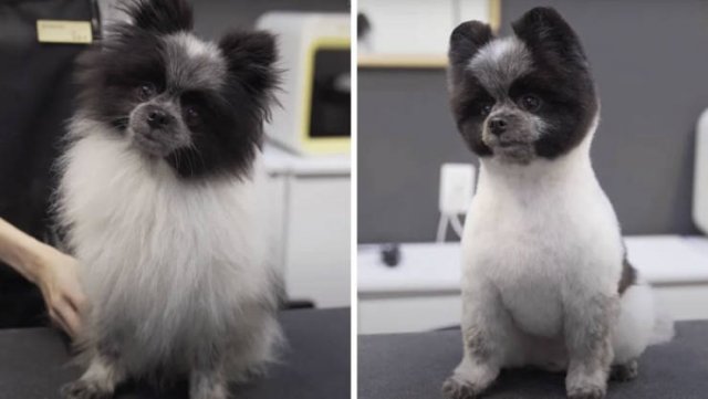 Cute Dogs After Grooming (31 pics)