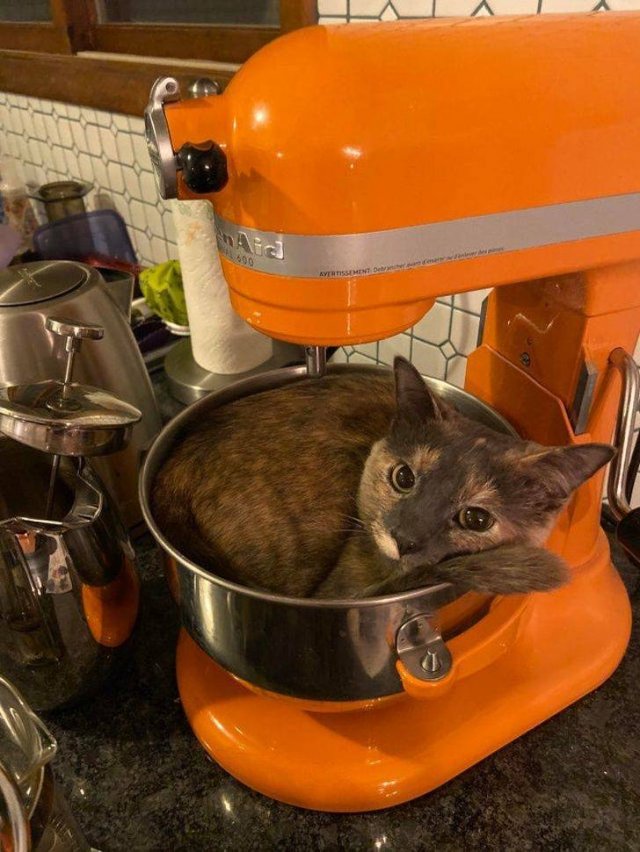 Funny Animals (48 pics)