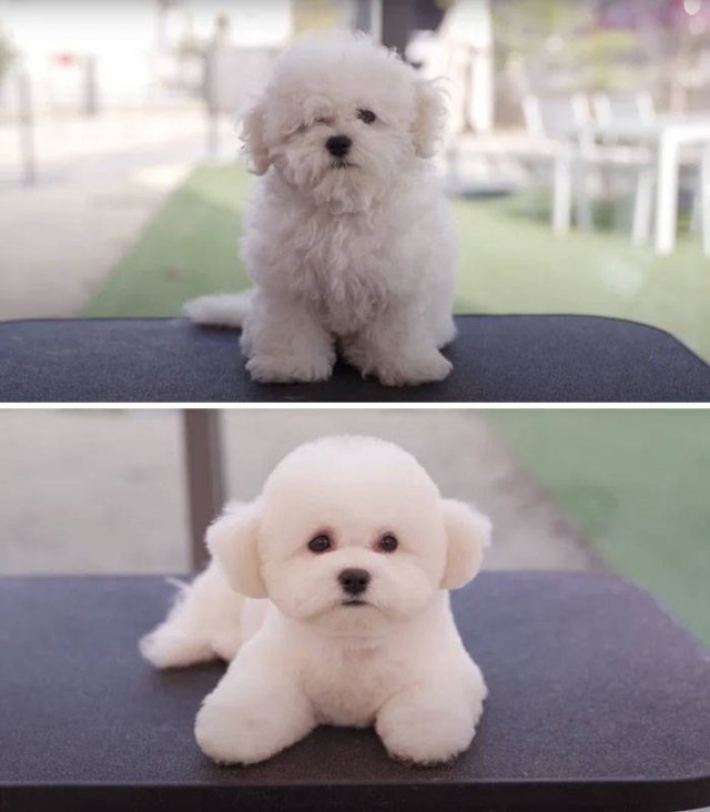 Cute Dogs After Grooming (31 pics)