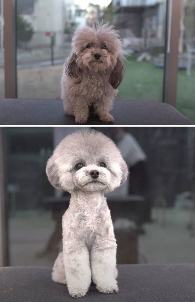 Cute Dogs After Grooming (31 pics)