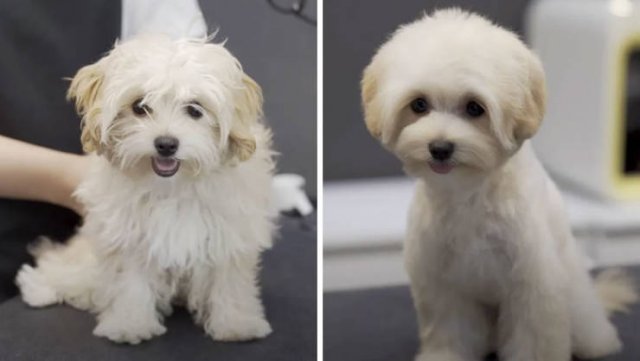 Cute Dogs After Grooming (31 pics)