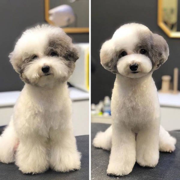 Cute Dogs After Grooming (31 pics)