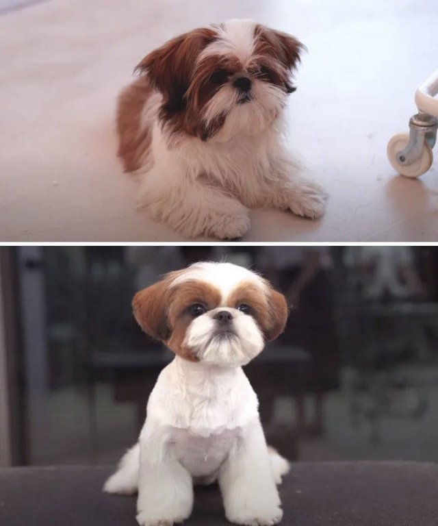 Cute Dogs After Grooming (31 pics)