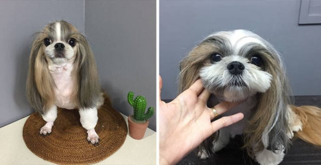 Cute Dogs After Grooming (31 pics)