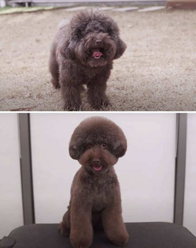 Cute Dogs After Grooming (31 pics)