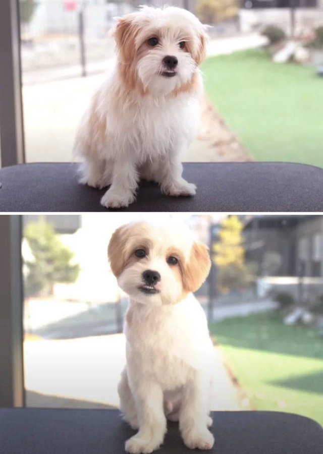 Cute Dogs After Grooming (31 pics)