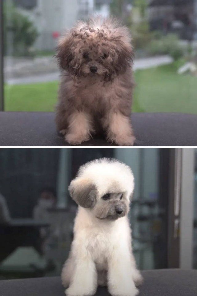 Cute Dogs After Grooming (31 pics)