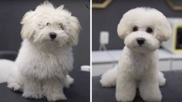 Cute Dogs After Grooming (31 pics)