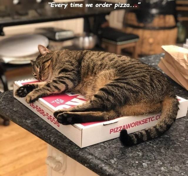 Funny Animals (48 pics)