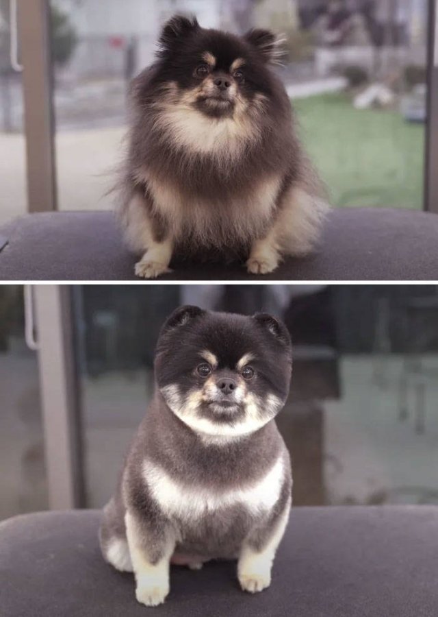 Cute Dogs After Grooming (31 pics)