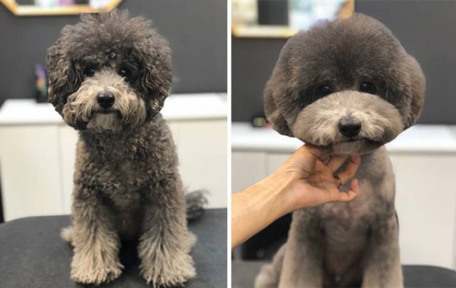 Cute Dogs After Grooming (31 pics)