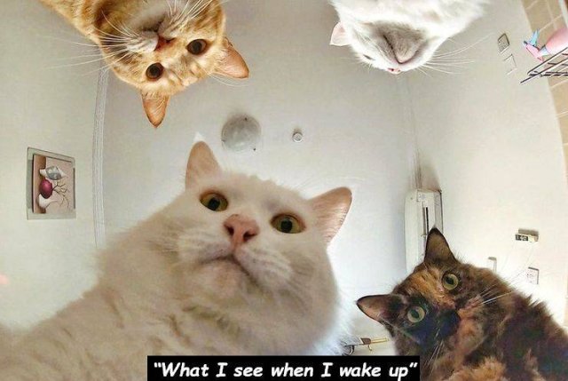 Funny Animals (48 pics)