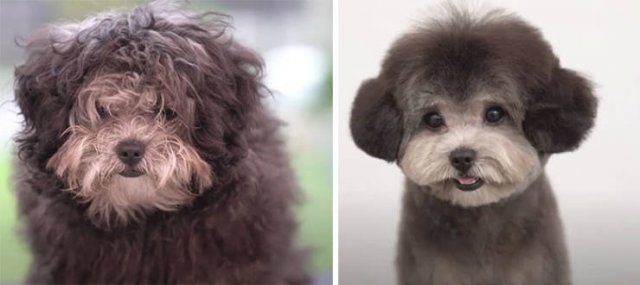 Cute Dogs After Grooming (31 pics)