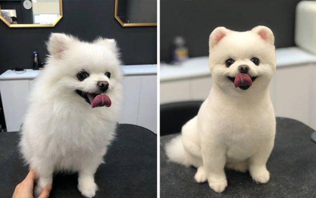 Cute Dogs After Grooming (31 pics)