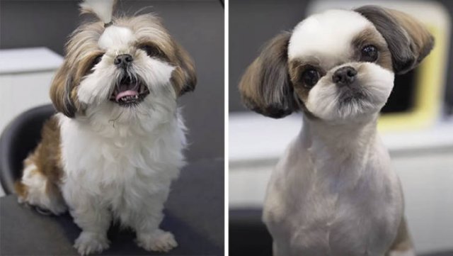 Cute Dogs After Grooming (31 pics)