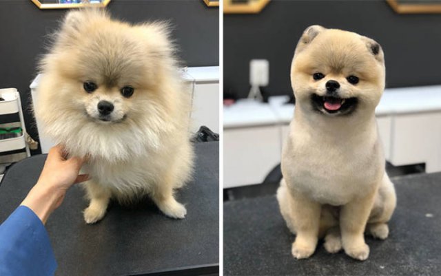 Cute Dogs After Grooming (31 pics)