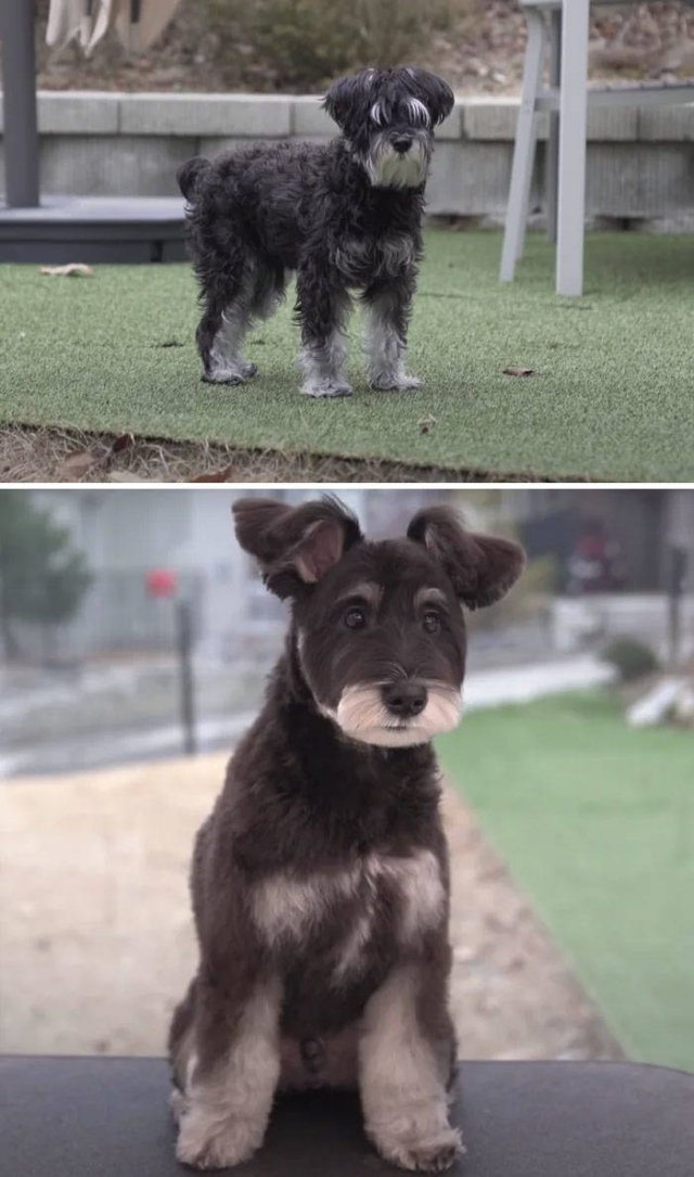 Cute Dogs After Grooming (31 pics)