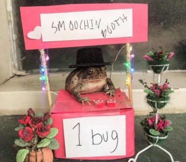 Funny Animals (48 pics)