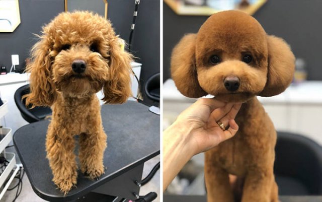 Cute Dogs After Grooming (31 pics)