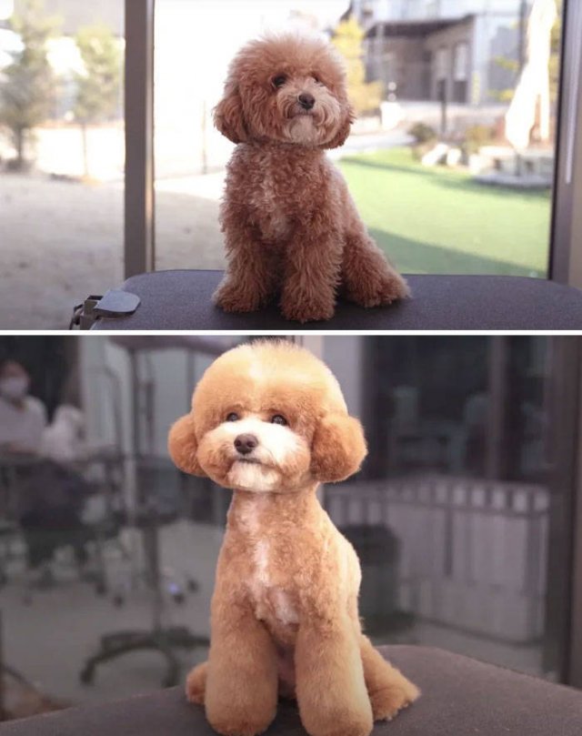 Cute Dogs After Grooming (31 pics)