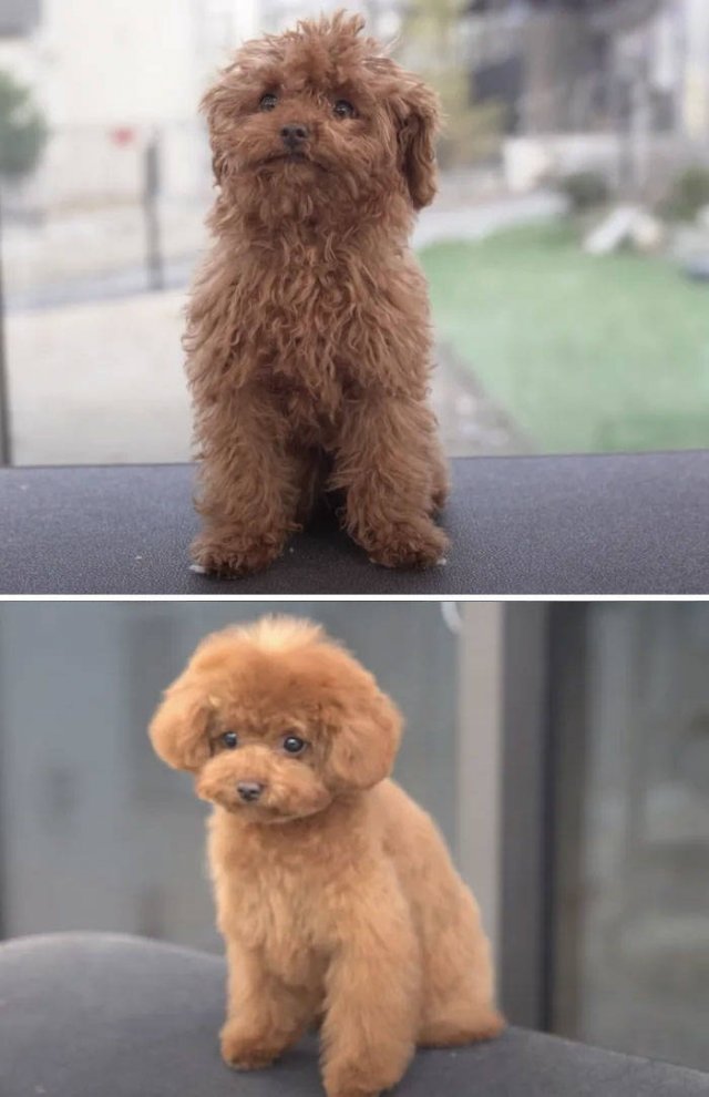 Cute Dogs After Grooming (31 pics)