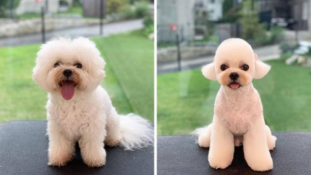 Cute Dogs After Grooming (31 pics)