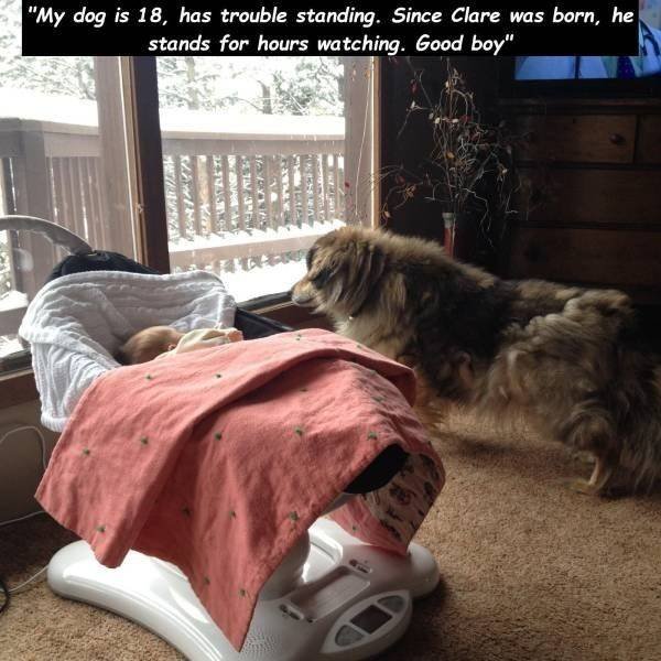 Funny Animals (48 pics)