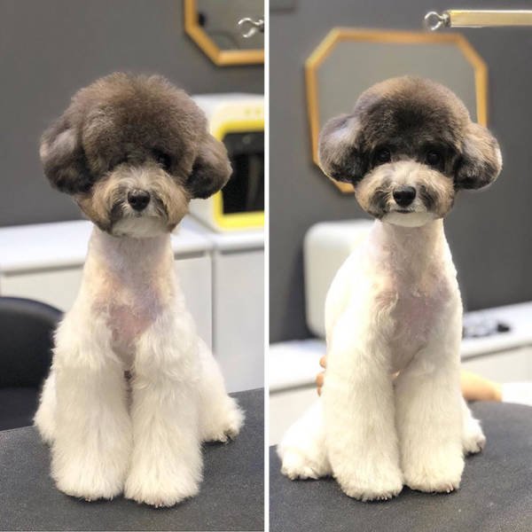 Cute Dogs After Grooming (31 pics)