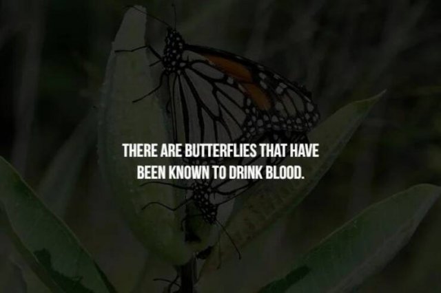 Creepy Facts (31 pics)